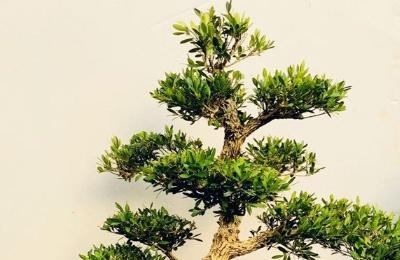 小叶赤楠室内怎么养 小叶赤楠是凶树还是吉树