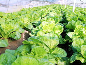 小白菜死苗烂根用什么药治 白菜根腐病最有效的治疗方法