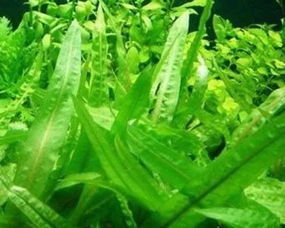 小对叶水草种子骗局 小对叶水草一年后