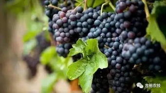 小粒小串葡萄叫什么 像珍珠那么小的葡萄叫什么