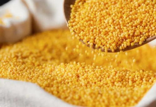 小米与黄小米区别功效 小米好还是黄小米好