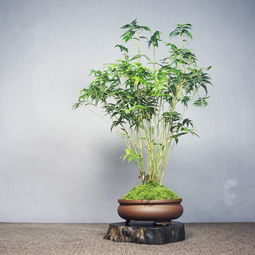 小米竹的风水作用 养米竹的十大禁忌