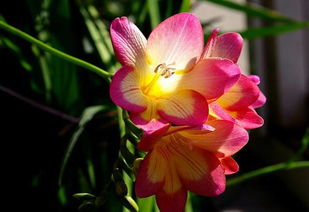 小苍兰花语象征与寓意 小苍兰的风水寓意