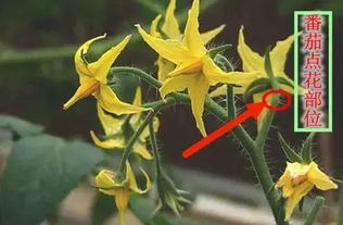 小番茄开花了怎么授粉 家种西红柿怎么授粉