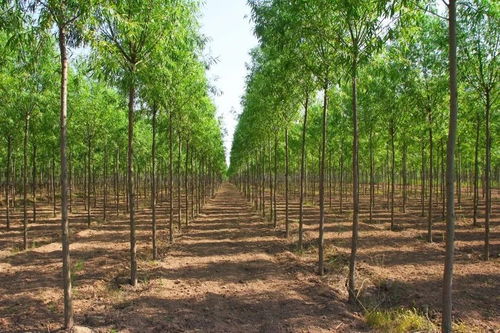 小苗打弯造型方法 树干造型的十种方法