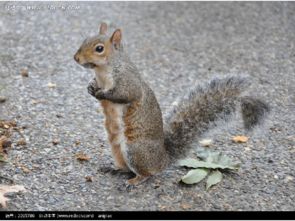 小松鼠尾巴用途10种 小松鼠尾巴用途10种图片