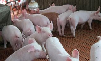 小猪为何不发非洲猪瘟 饥饿疗法治非洲猪瘟