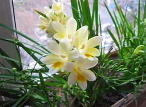 小苍兰香味怎么形容 小苍兰是男香还是女香