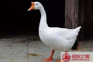小鹅分辨公母最快方法 小鹅公母分辨图片大全