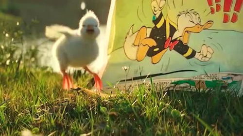 小鸭子一直叫会死吗 小鸭子养在纸箱会死吗