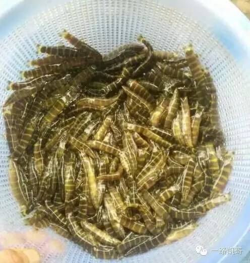 小鳜鱼苗几个月能长一斤 5—6公分的鳜鱼苗一年长
