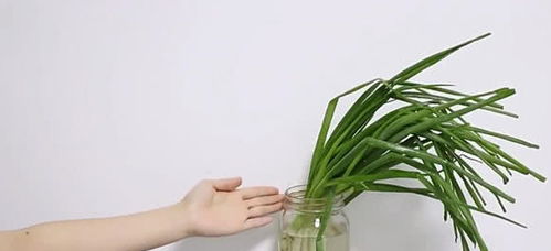 小葱最简单的储存方法 带根的小葱怎么保存