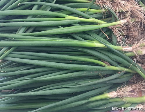 小葱种子种多深 香葱种子多少钱一斤