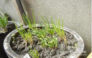 小葱种植最简单方法 撒小葱籽的方法视频