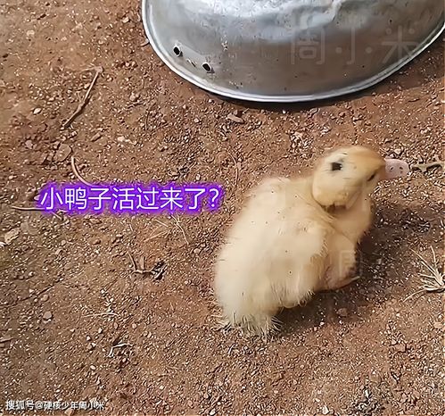 小鸭子的死前征兆 小鸭子奄奄一息了怎么救
