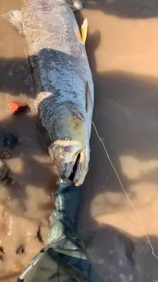 小鱼为啥养几天就死了 养小鱼不死的小窍门