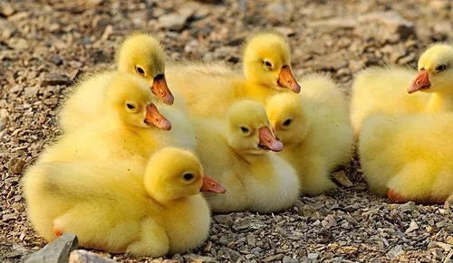 小鹅当年会下蛋吗 北方大鹅几月份下蛋