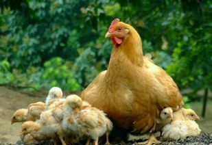 小鸡死亡的前兆 小鸡假死状态