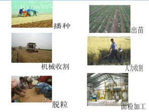 小麦到面粉的生产过程 小麦变面粉过程图解