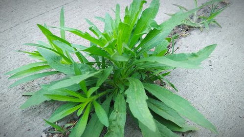 小蓬草功效和用法 小蓬草煮水泡脚的作用
