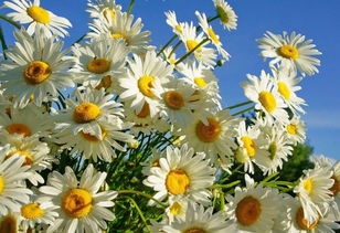 小雏菊送人有忌讳么 小雏菊鲜花可以送人吗