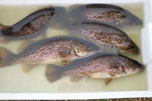 小鳜鱼苗一个月能长多大 桂鱼一亩塘放多少苗