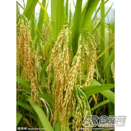 小麦长出来是大米吗 水稻最后是大米吗
