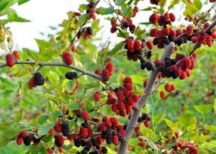 屋前有桑树必出贵人 屋后有桑树好不好