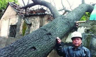 屋后大树高过房顶 为什么说屋后大树不能砍