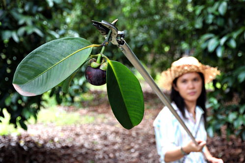 山竹20一斤贵吗 30元一斤的山竹贵吗