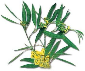 尤加利百度百科 尤加利放家里不吉利吗