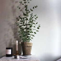 尤加利是什么植物 尤加利放家里不吉利吗