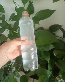 尿浇花正确方法 尿水浇花几天浇一次