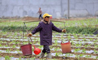 尿要放一晚上可以浇菜吗 人粪尿浇菜正确方法