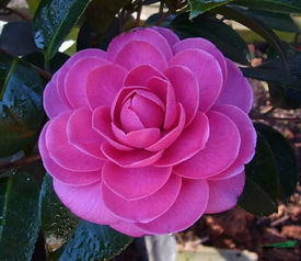 山茶花读不懂白玫瑰完整版 山茶花完整版歌词