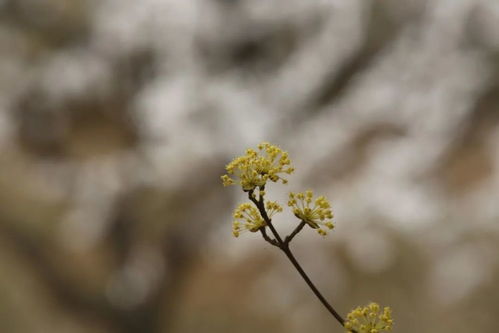 山茱萸又叫什么 山茱萸还叫啥名