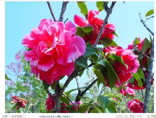 山茶花长什么样子 山茶花为什么不吉利