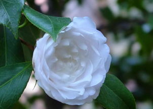 山茶花寓意及花语 山茶花为什么不吉利