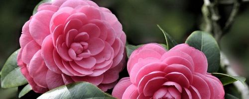 山茶花什么颜色 山茶花为什么不吉利