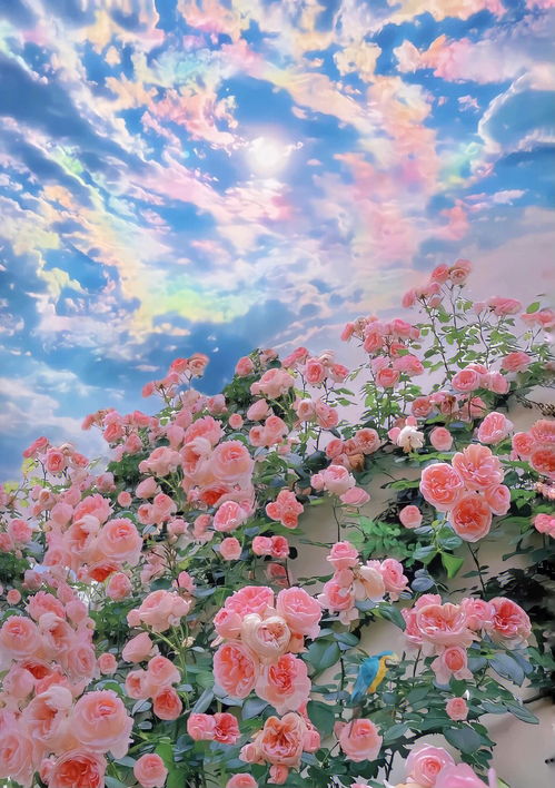 山茶花和白玫瑰歌词 山茶花完整版歌词