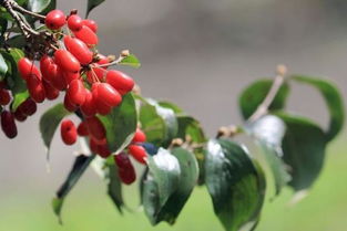 山萸肉与山茱萸的区别 山萸肉补阴还是补阳