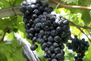 山葡萄根煮水一天喝几次 长期喝野葡萄根的好处