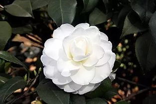 山茶花的寓意 山茶花为什么不吉利