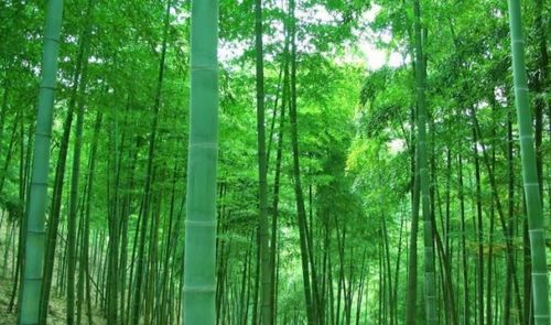 岁寒四君子是指哪四个 岁寒四君子的植物是哪四种