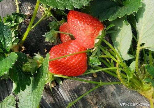 已经开花可以浇磷酸二氢钾吗 磷酸二氢钾黄金搭配