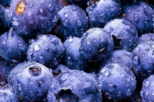 已淘汰的蓝莓品种 公认最好吃蓝莓品种