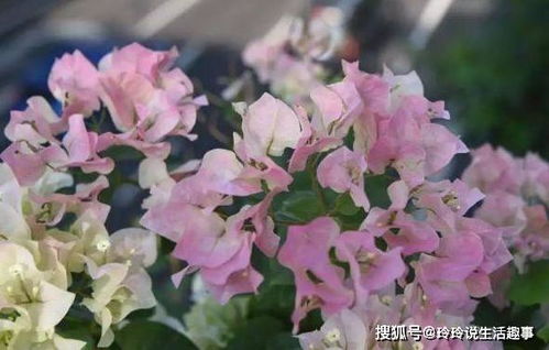 巴西紫三角梅缺点 巴西紫和云南紫的区别