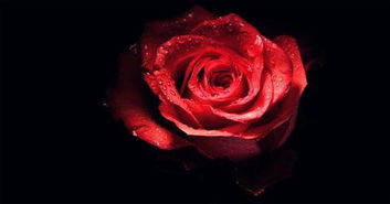 已婚女人发一朵玫瑰 女人给男人发一朵玫瑰说明什么