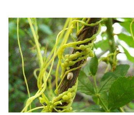 巴戟天杜仲菟丝子 菟丝子为什么危害极大