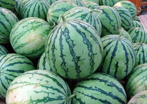 带瓜的蔬菜有哪些 50种带瓜的水果